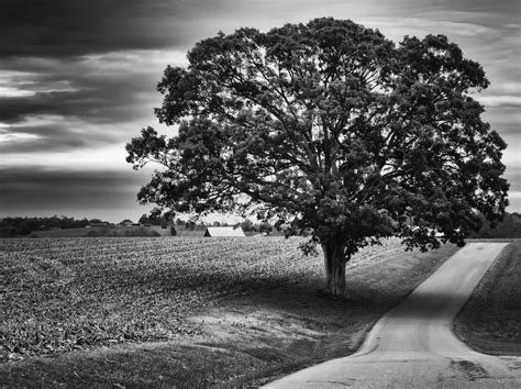 Monochrome Photo Of Scenery Free Image Download