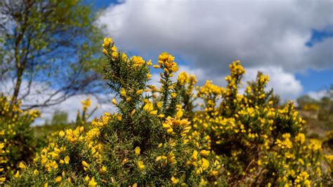 Protein From Gorse Bush Could Feed Whole Of Scotland Scientist Says