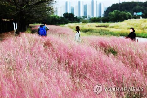 핑크뮬리와 함께 깊어가는 가을 연합뉴스