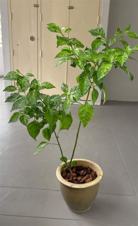 Carolina Reaper Plant In Terracotta Pot Furniture Home Living