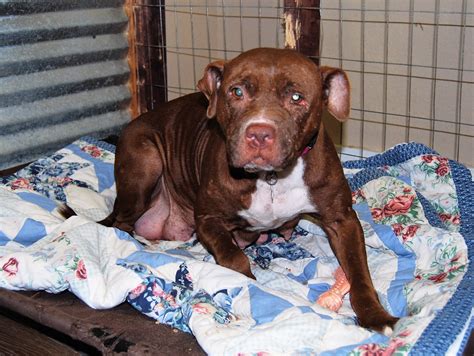 Kind Keeper Animal Rescue: Play Group Training Grant Report - Petfinder