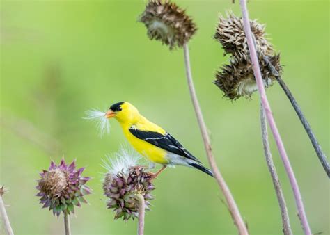 What Do American Goldfinches Eat Sonoma Birding