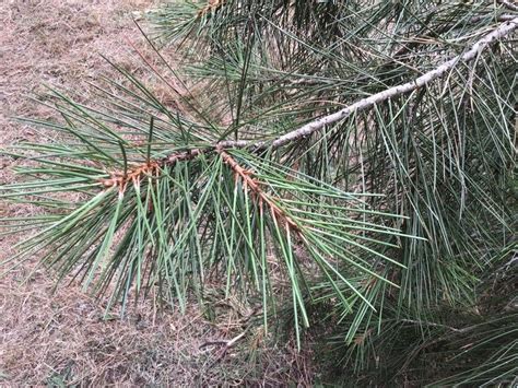 Pinus Gerardiana Wall Ex D Don Chilgoza Pine World Flora Pl Ntnet