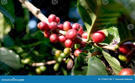 Fresh Arabica Coffee Bean On Branches In Coffee Farm At Khun Wang