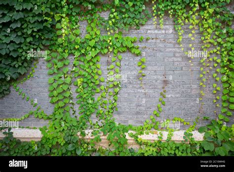 Planta Trepadora Verde En La Pared Fotograf As E Im Genes De Alta