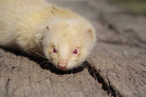 50 Adorable Ferret Facts That Might Just Make Your Day