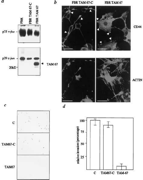 Expression Of Dominant Negative C Jun Tam Inhibits Invasion Of