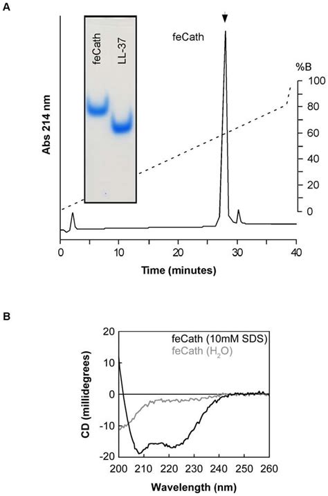 Purification And Structure Of Fecath A Reverse Phase Hplc Download Scientific Diagram