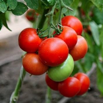 Помидоры «Хали-Гали» (14 фото): описание, характеристика и урожайность ...