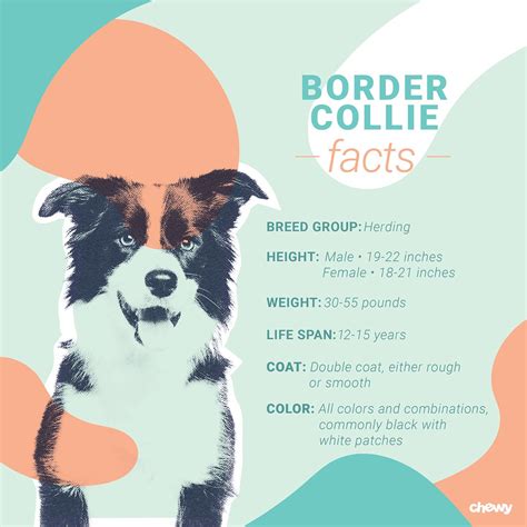 Border Collie Breed Characteristics Care And Photos Bechewy Collie