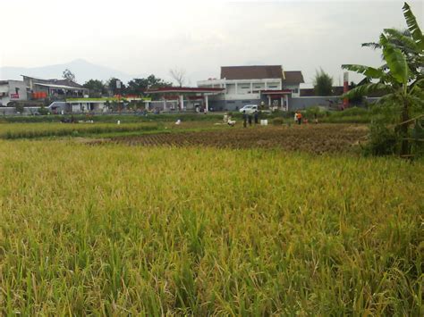 Gambar Pemandangan Sawah Desa | Download Gratis