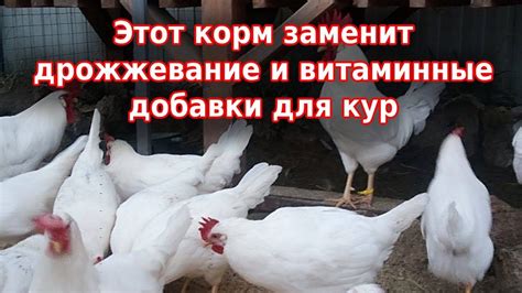 Ферментация зерна и зерносмеси повышает иммунитет и яйценоскость кур 🐔 ...