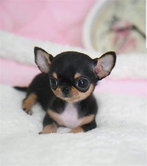 Albums Pictures Pictures Of Apple Head Chihuahua Superb