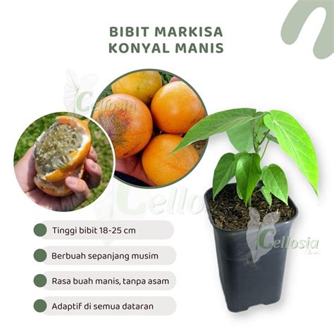 Jual Bibit Tanaman Buah Markisa Konyal Manis Orange Markisa Madu