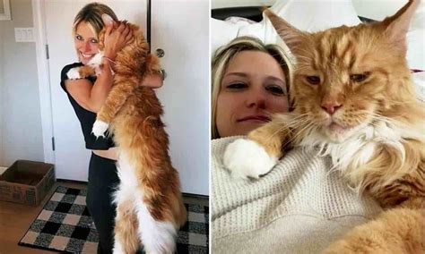 Maine coon taille Celui ci est tellement grand qu il fait déjà la