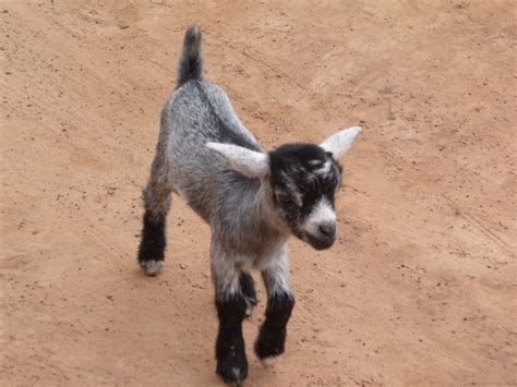 Período de gestación de las cabras Cuánto tiempo están preñadas las