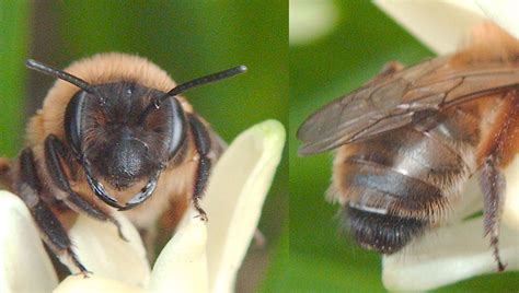 R F Insecta Hymenoptera Andrenidae Andrena Melandrena