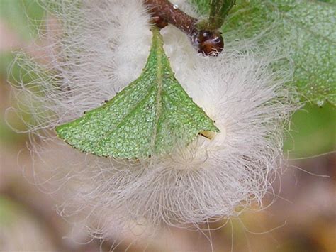 Blue Jay Barrens: Flannel Moth Caterpillar