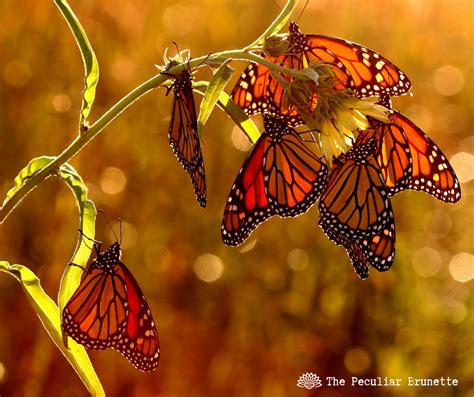 Yellow Butterfly Meaning Butterfly Symbolism Orange Butterfly