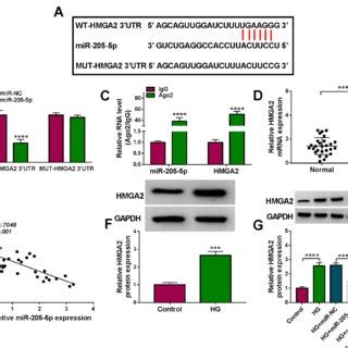 HMGA2 Was Found As A Downstream Target Of MiR 205 5p A The Binding