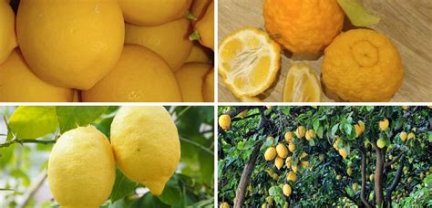 Organic Lemons Are Great For Your Health - Harvest2U