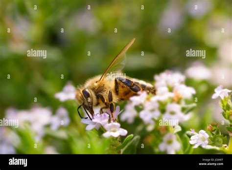 The Western Honey Bee European Honey Bee Apis Mellifera Is The Most