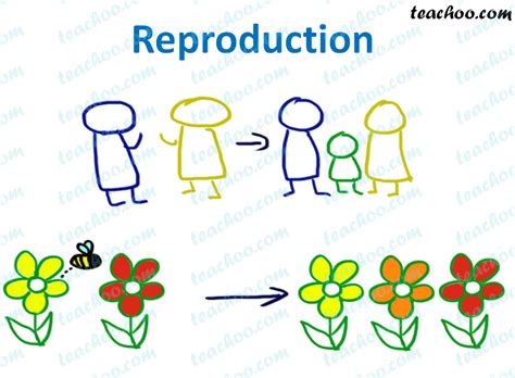What is Reproduction? - Importance of Reproduction - Teachoo