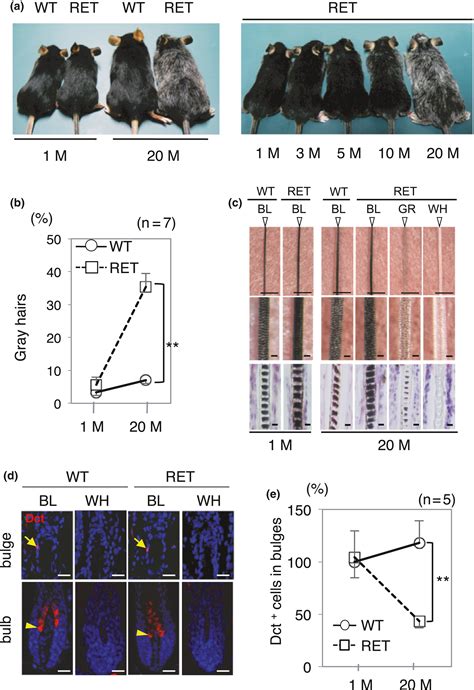 Hair Graying With Aging In Mice Carrying Oncogenic Ret Iida