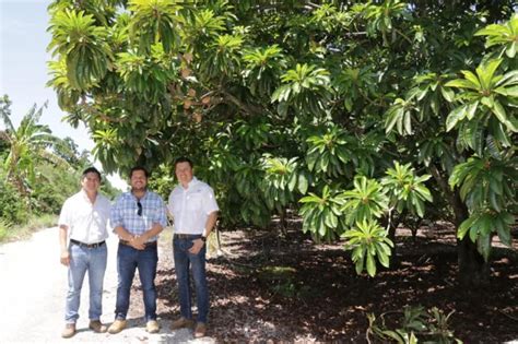 Seder respalda la producción de cítricos y mamey en Akil Yucatán