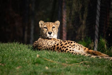 port lympne wild animal park 2