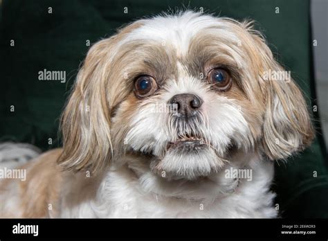 An extremely cute and fluffy small Shih Tzu Dog Breed dog looking happy ...