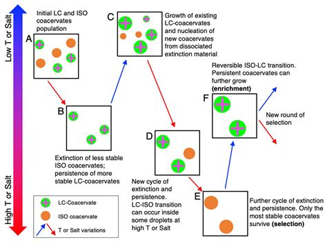 Crystals Free Full Text Liquid Crystal Peptide Dna Coacervates In