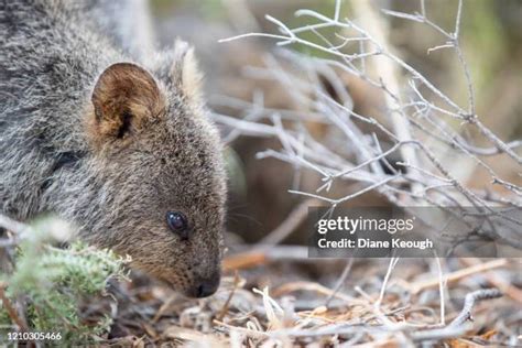 29 Quokka Baby Stock Photos, High-Res Pictures, and Images - Getty Images