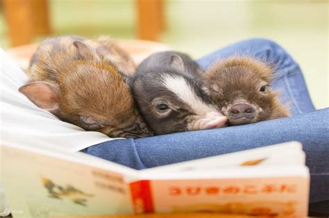 Mipig, a cafe where you can interact with micro pigs (Harajuku ...