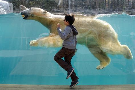 Animal Madness: Zoochosis, stereotypic behavior, and problems with zoos.