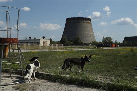 The radioactive dogs of Chernobyl | New York Post