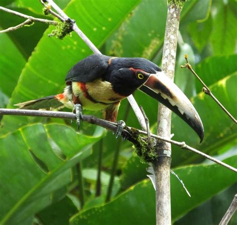 The Real Birding Hotspots Of Costa Rica Part One Costa Rica Living