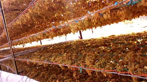 Grapes Drying Process Pure Natural Youtube