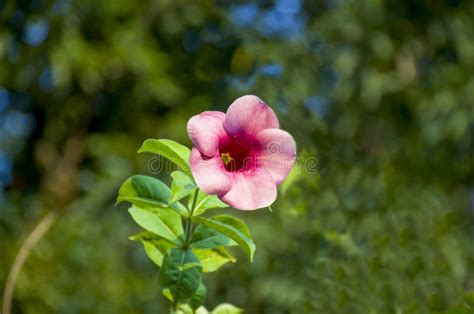 Liana plant stock image. Image of floral, leaf, healthy - 14296081