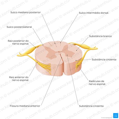 Vias Neurais E Tratos Da Medula Espinhal Anatomia Kenhub