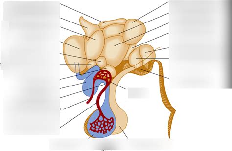 Hypothalamus And Pituitary Gland Diagram Quizlet