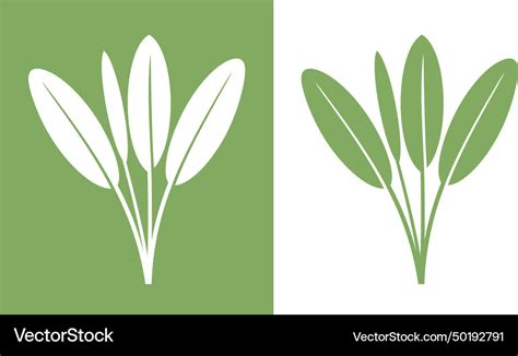 Sage Royalty Free Vector Image Vectorstock