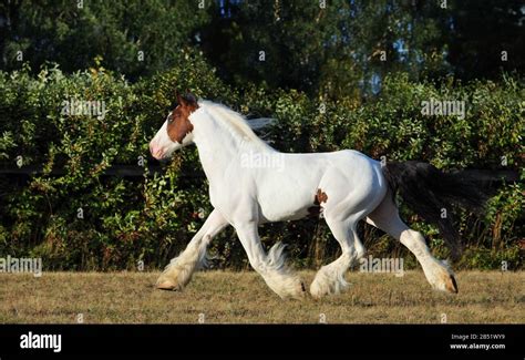 Shire Draft Horse Trotting