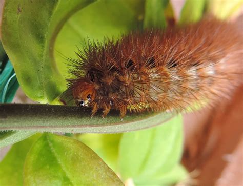 Caterpillars Hd Wallpapers