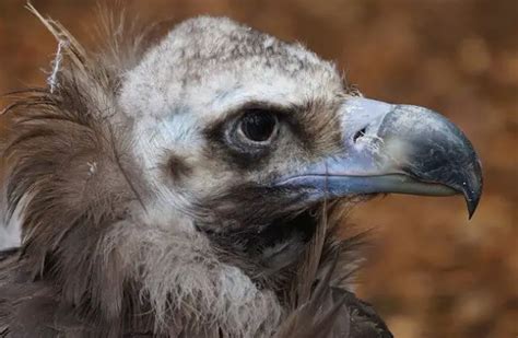 Vulture Description Habitat Image Diet And Interesting Facts