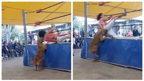 VIDEO Perrito Se Vuelve Viral Por Morder A Un Luchador En Plena Pelea