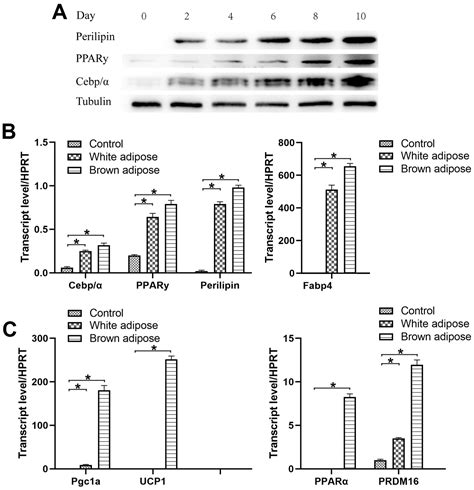 Isolation Culture And Adipogenic Induction Of Neural Crest Original