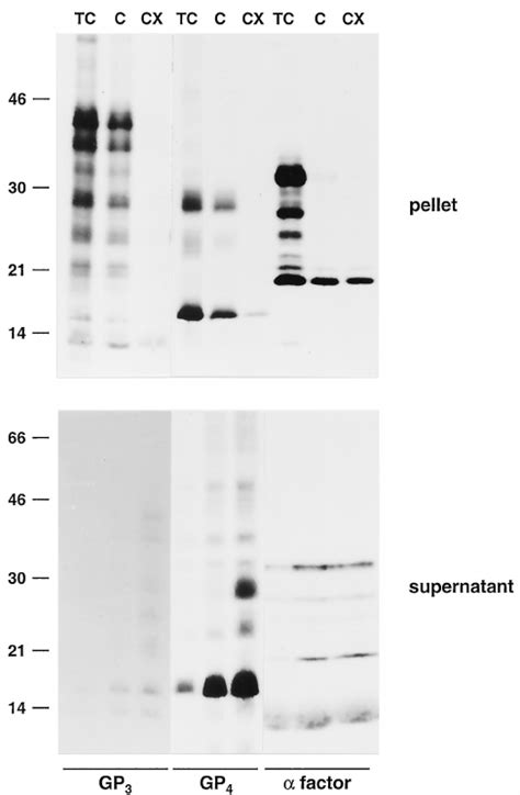 Membrane Topology Of The Gp Protein Orf Rna Tran Scripts Were