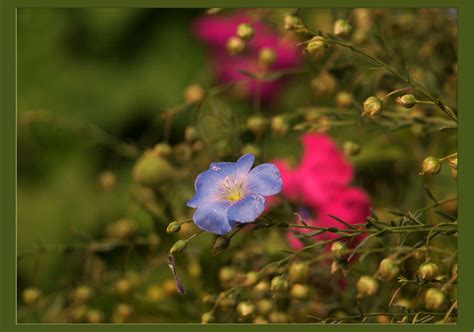 Лен декоративный / Лен декоративный / Фотография на PhotoGeek.ru