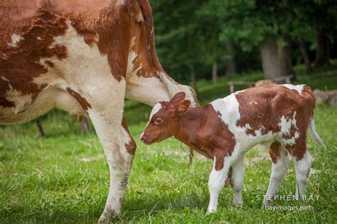 Photo: Newborn calf.